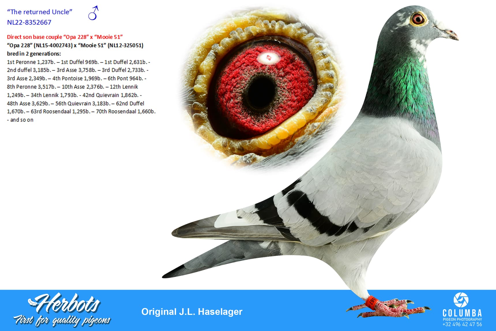 pigeon: undefined