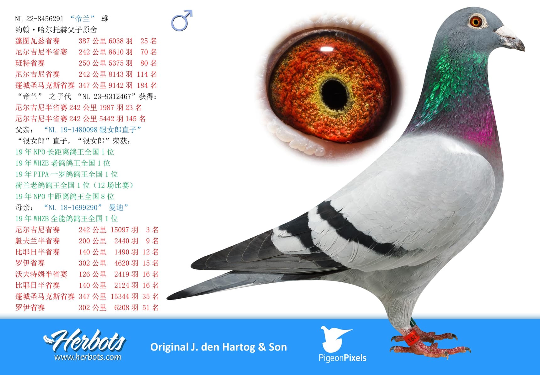 pigeon: undefined