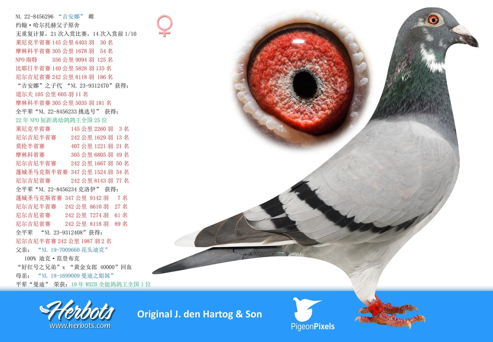 pigeon: undefined