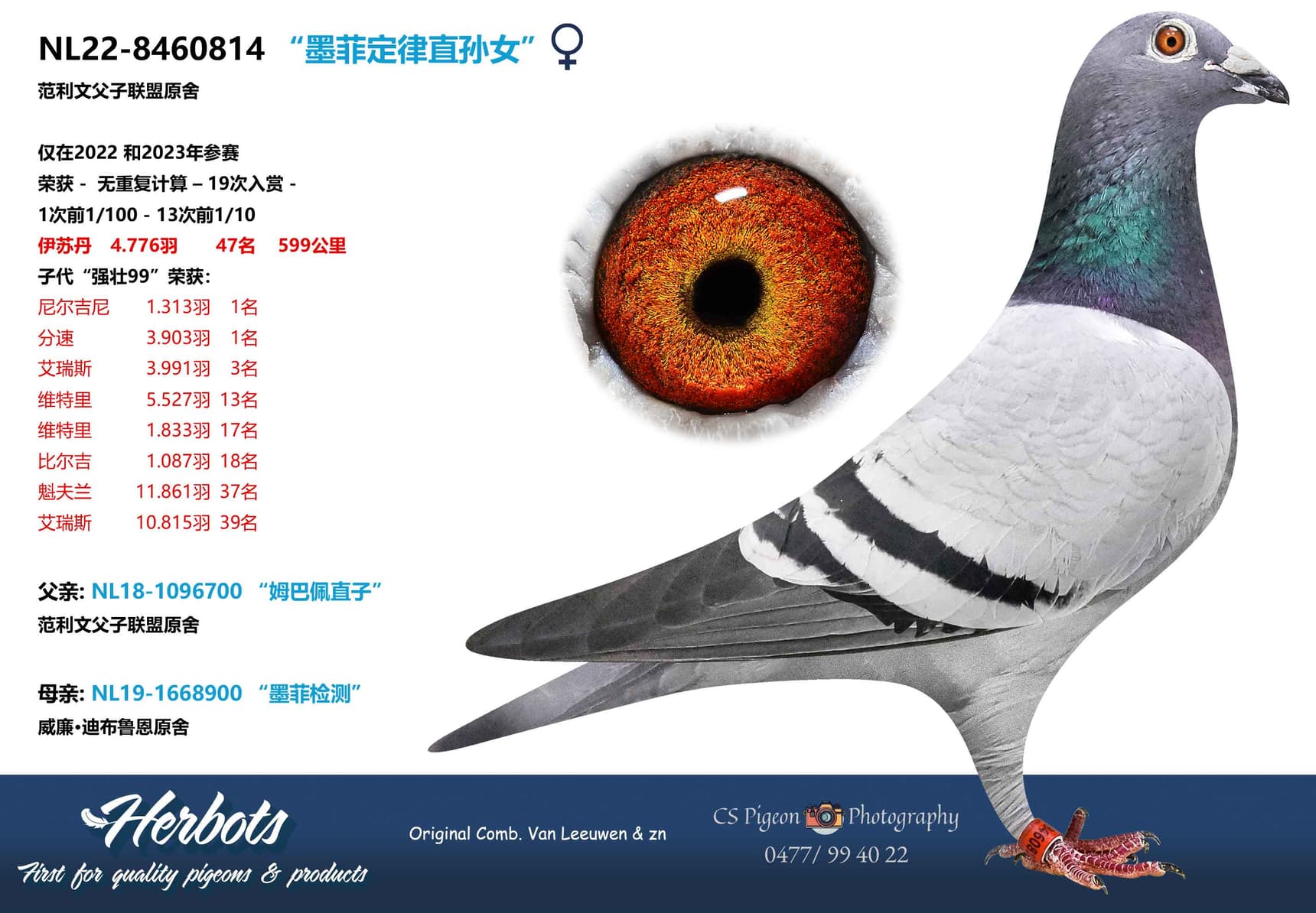 pigeon: undefined