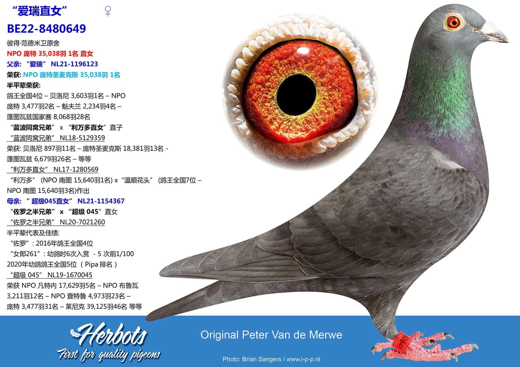 pigeon: “爱瑞直女”
