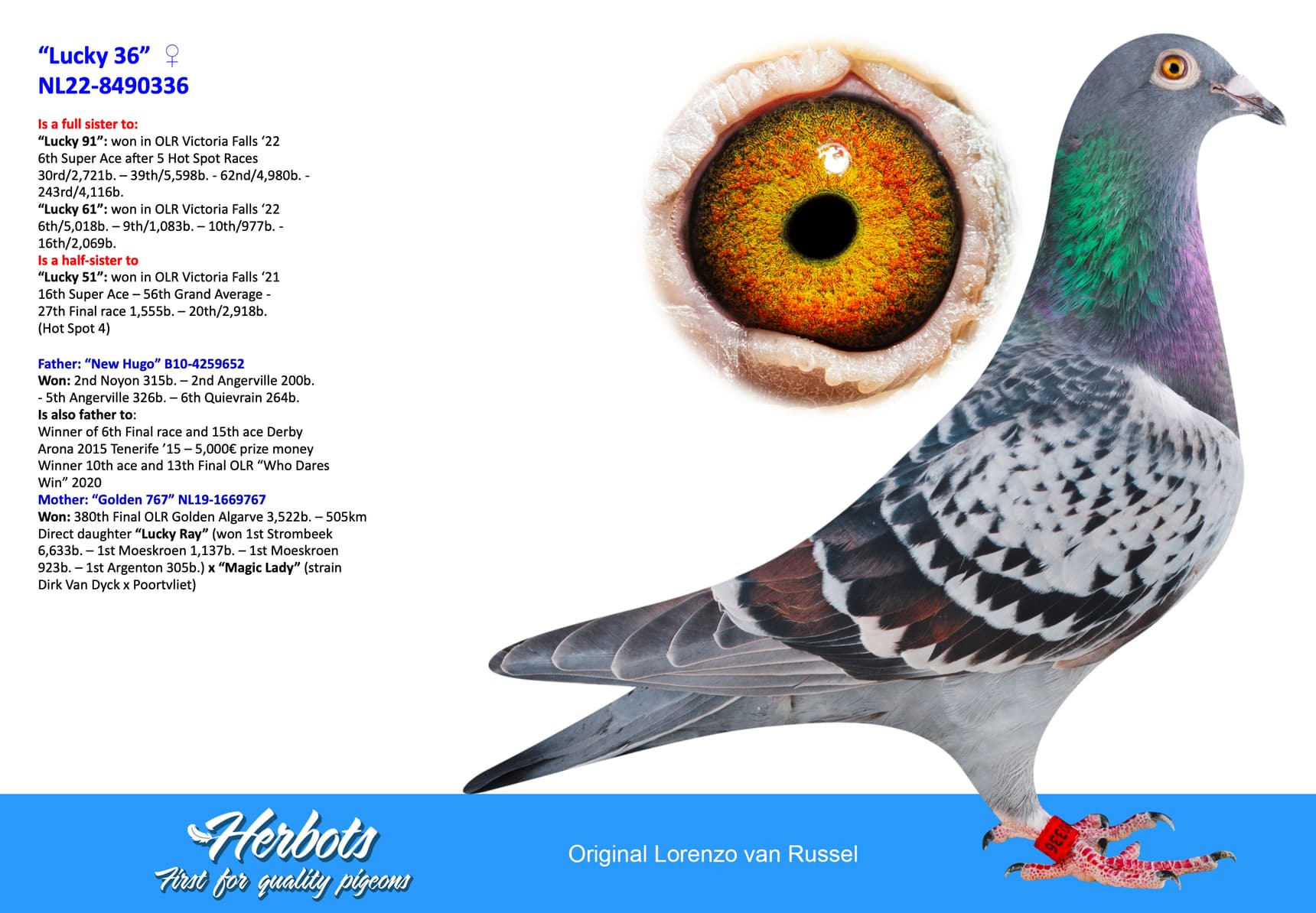 pigeon: “Lucky 36”