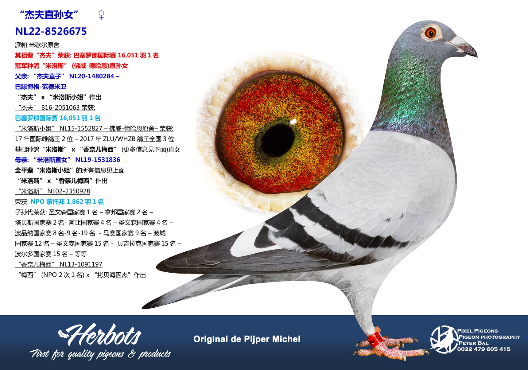 pigeon: “杰夫直孙女”