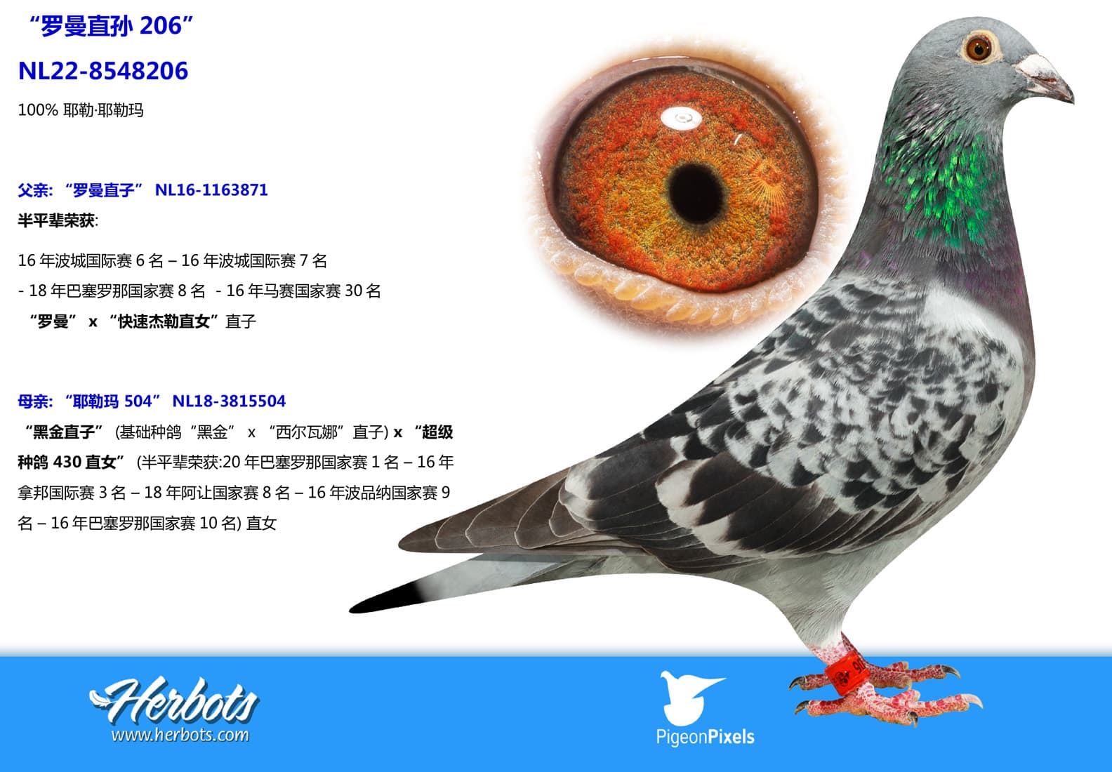 pigeon: undefined
