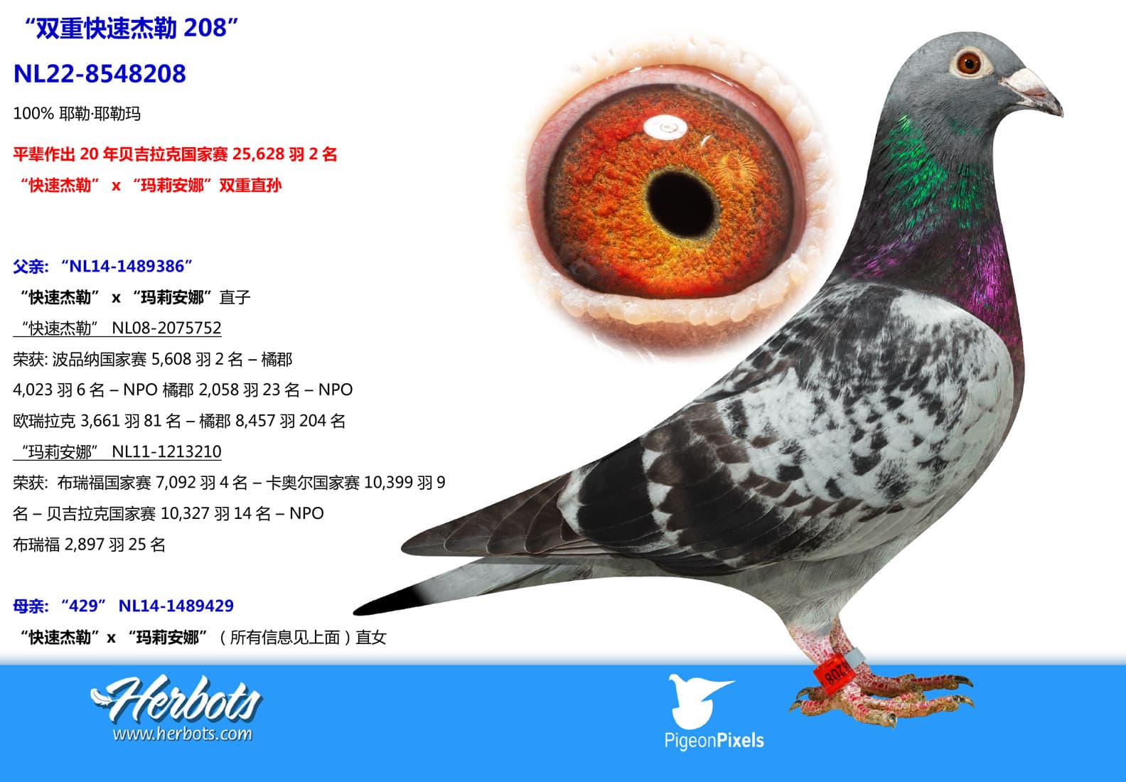 pigeon: undefined