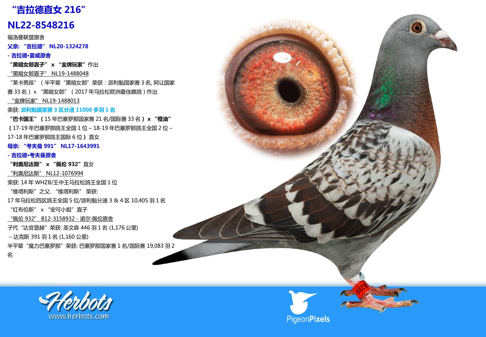 pigeon: undefined