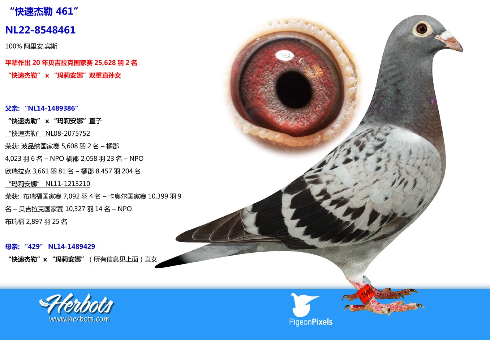 pigeon: undefined