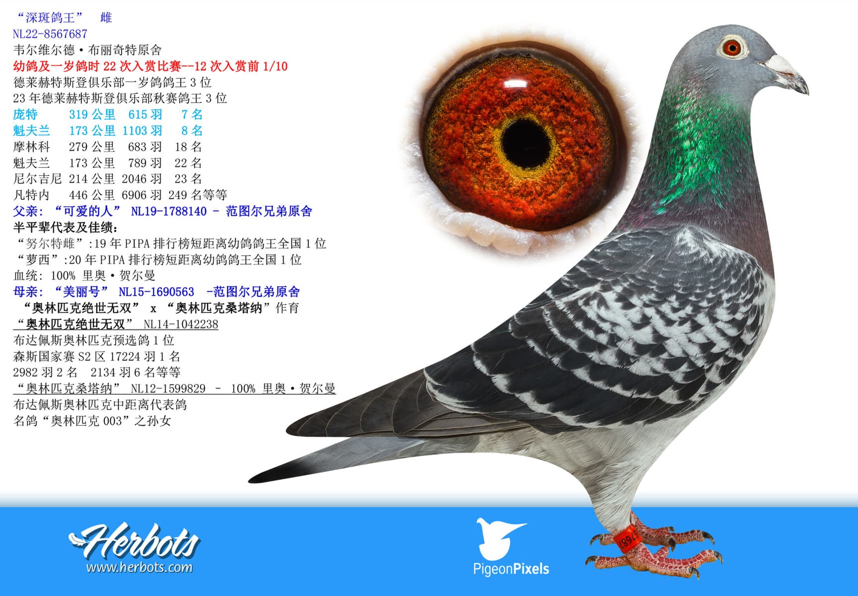 pigeon: undefined