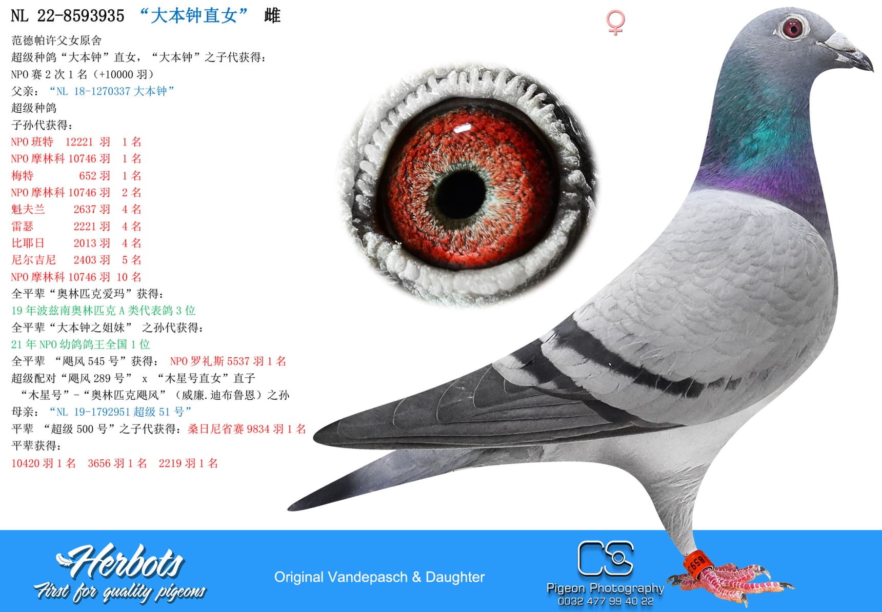 pigeon: “大本钟直女”