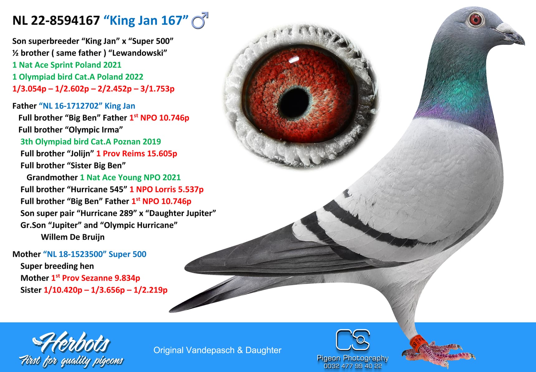 pigeon: undefined