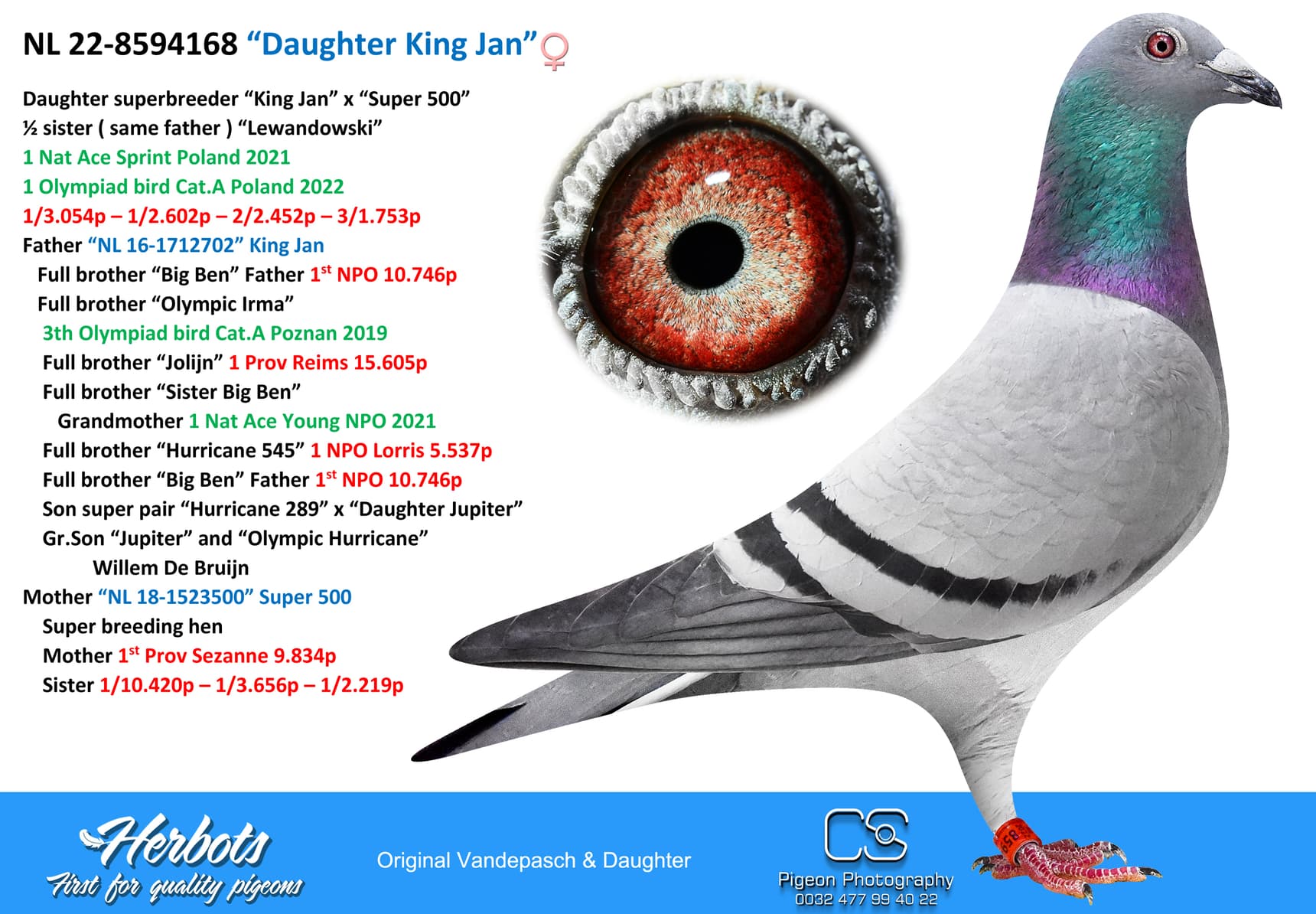 pigeon: undefined
