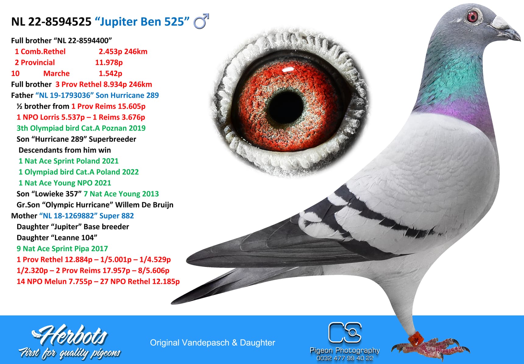 pigeon: undefined