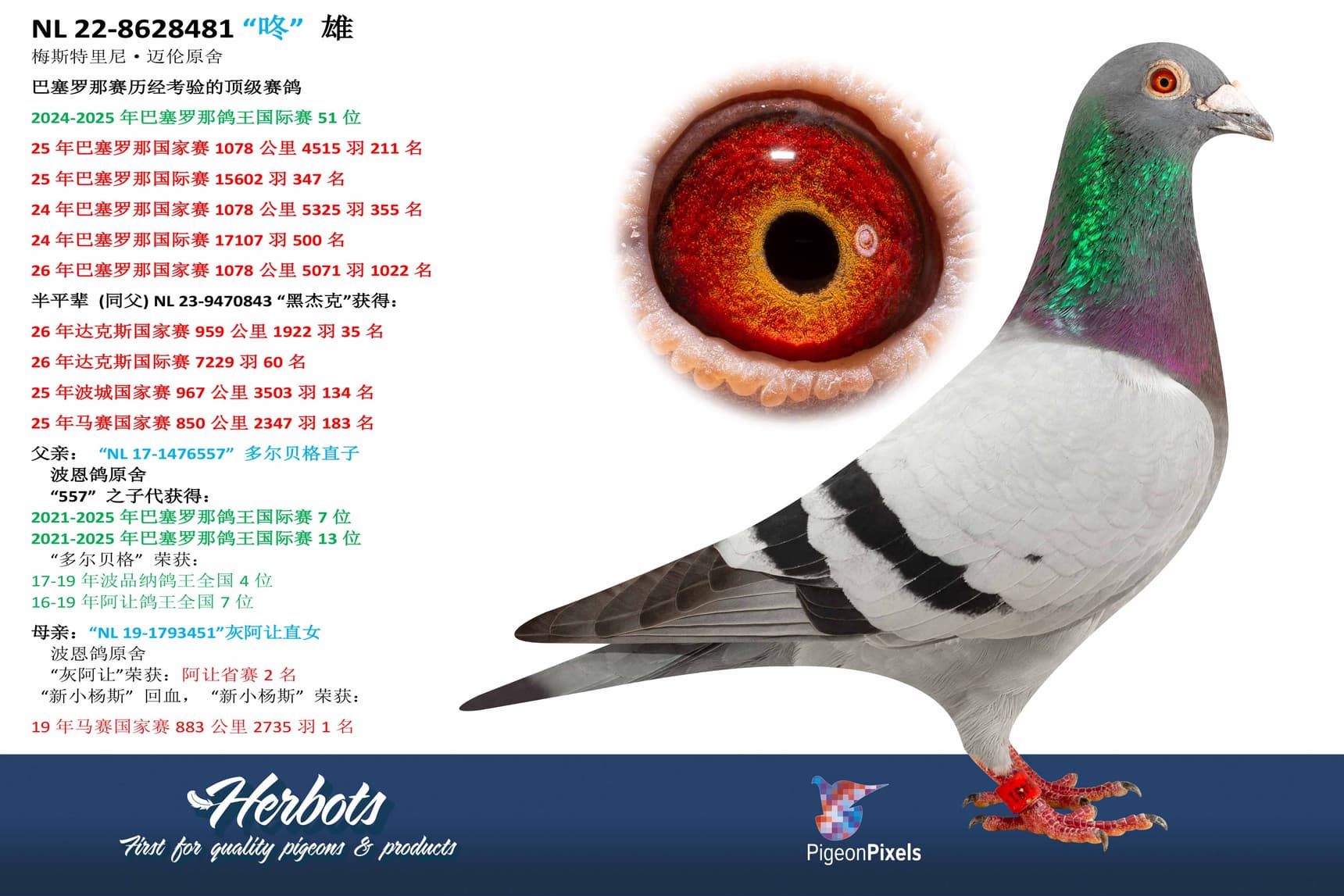 pigeon: undefined