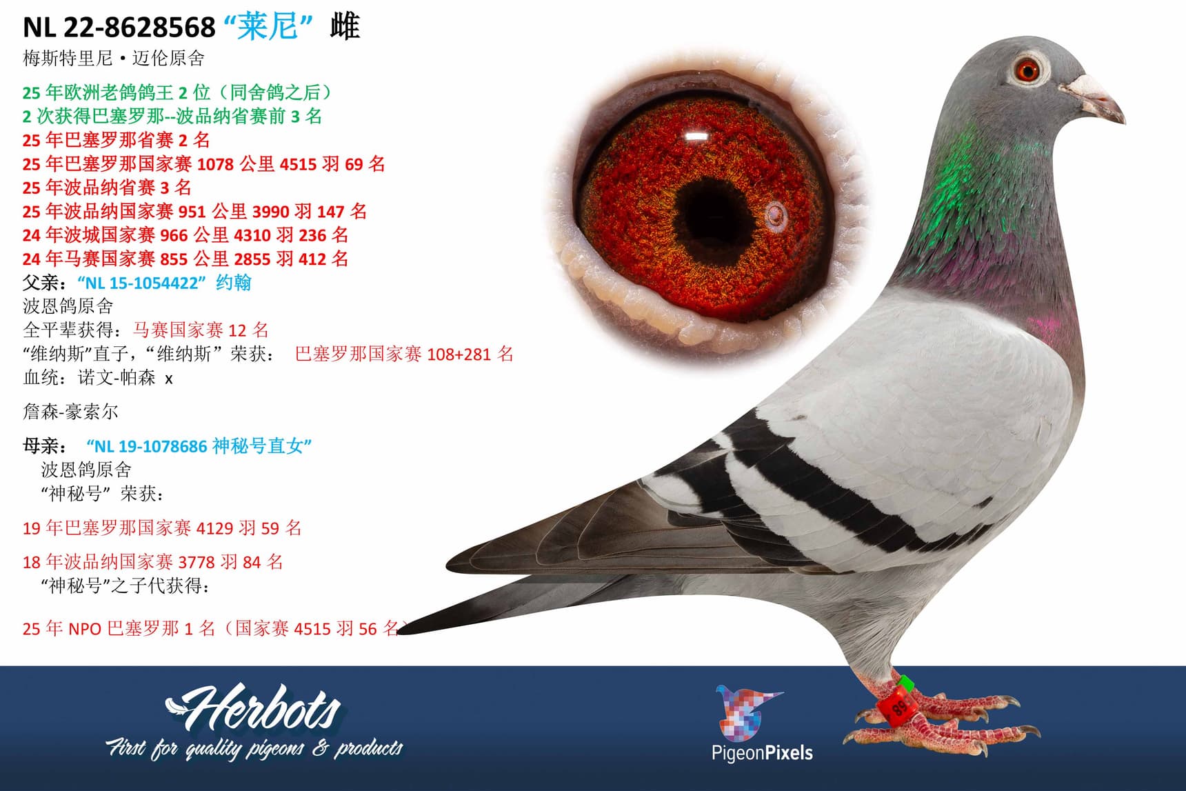 pigeon: undefined