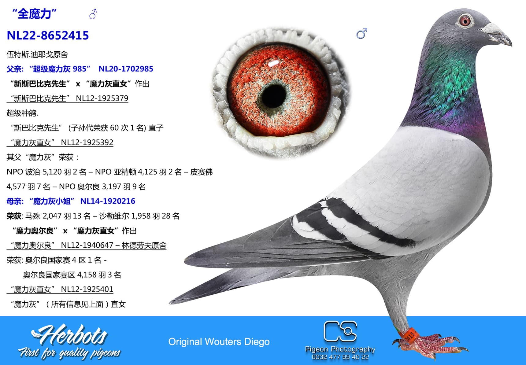 pigeon: “全魔力”