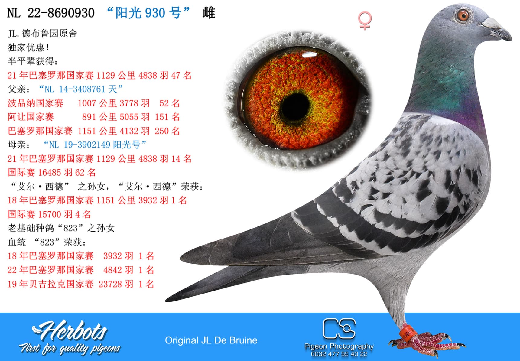 pigeon: undefined