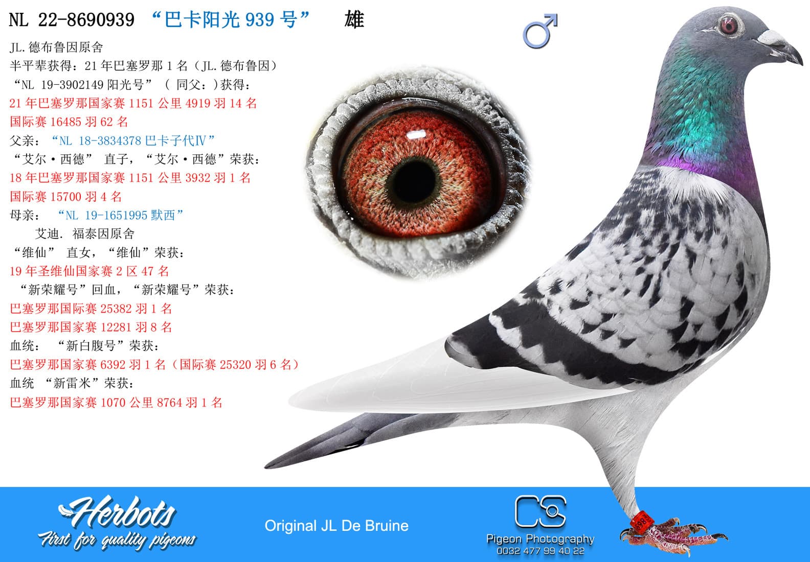 pigeon: “巴卡阳光939号”