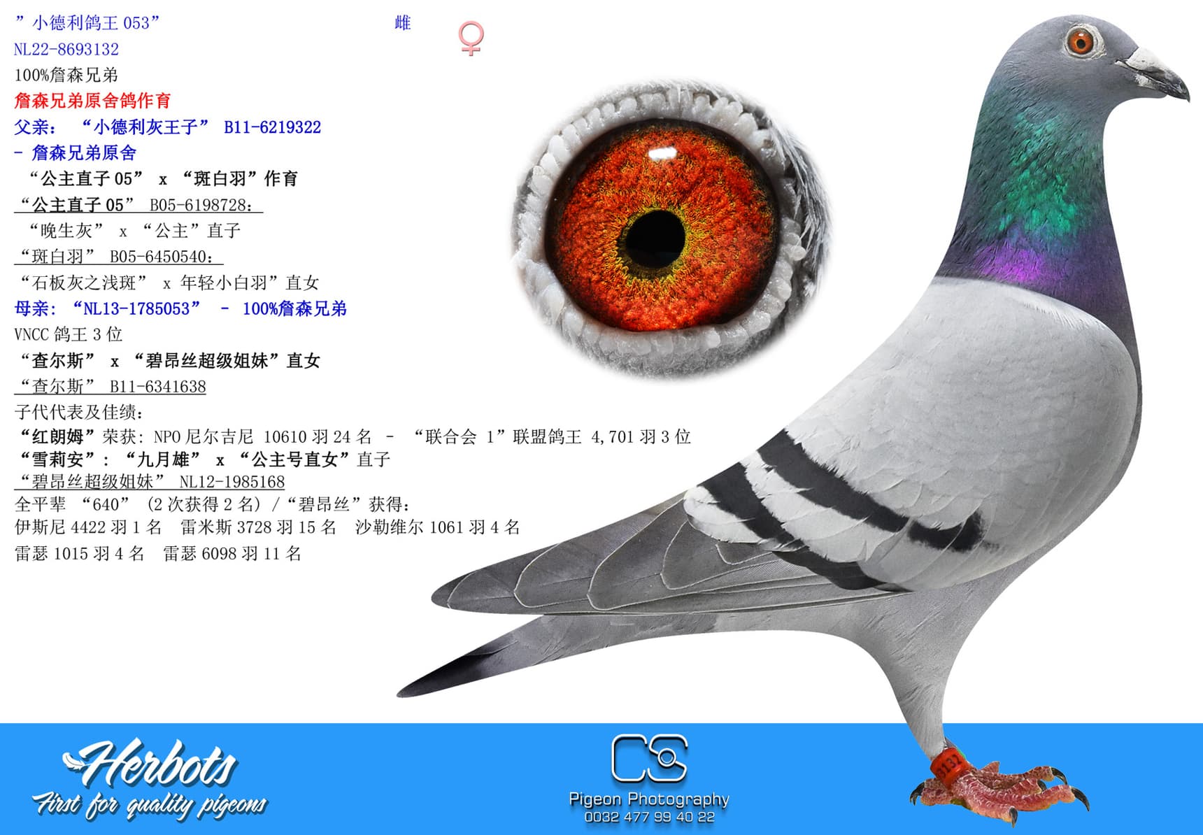 pigeon: undefined