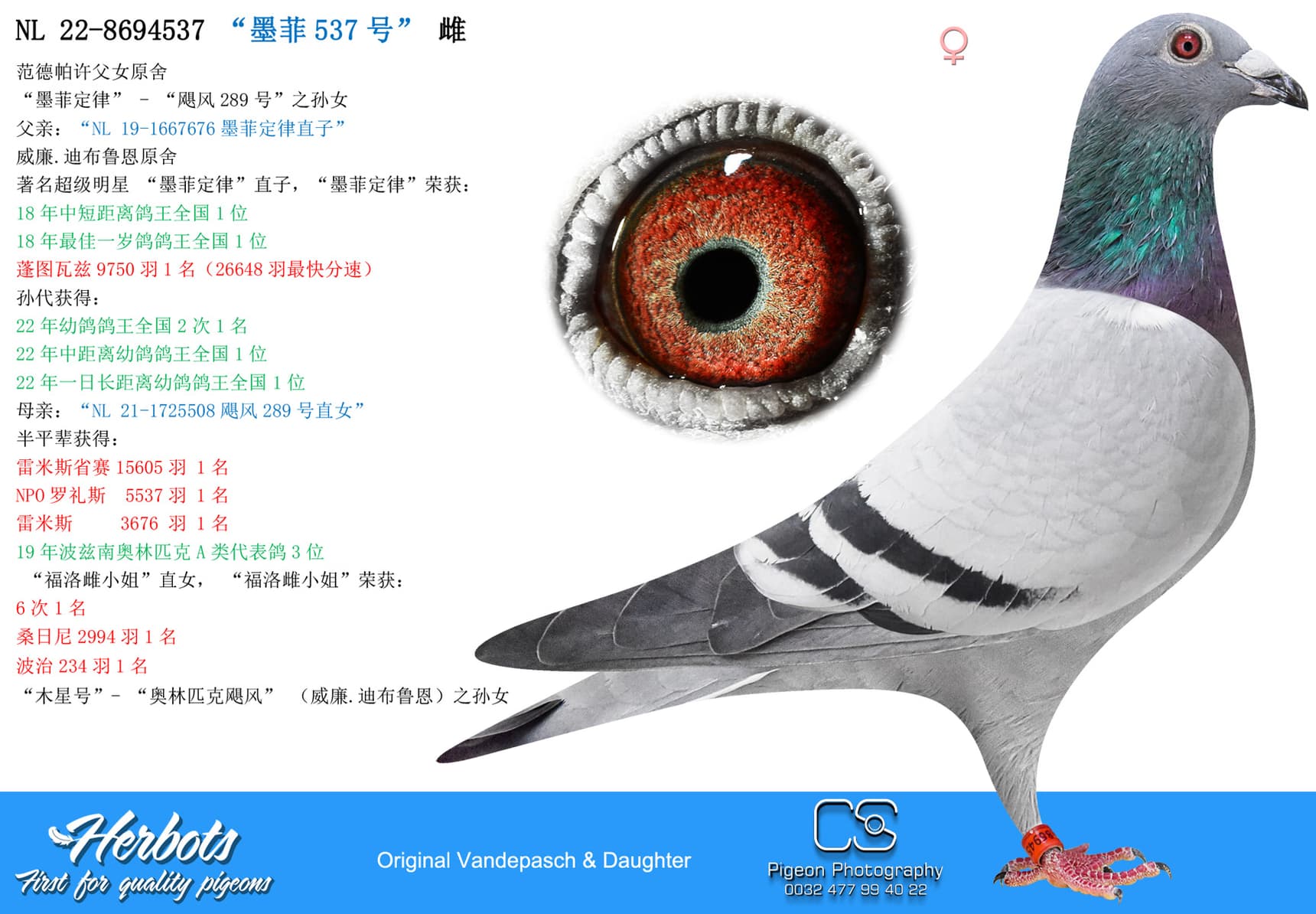 pigeon: “墨菲537号”