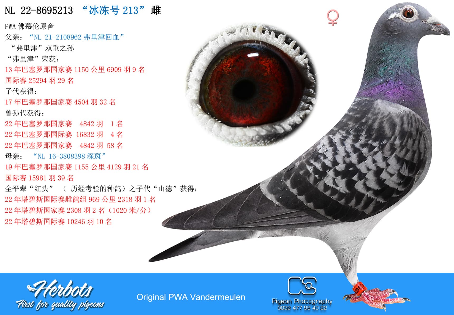 pigeon: undefined