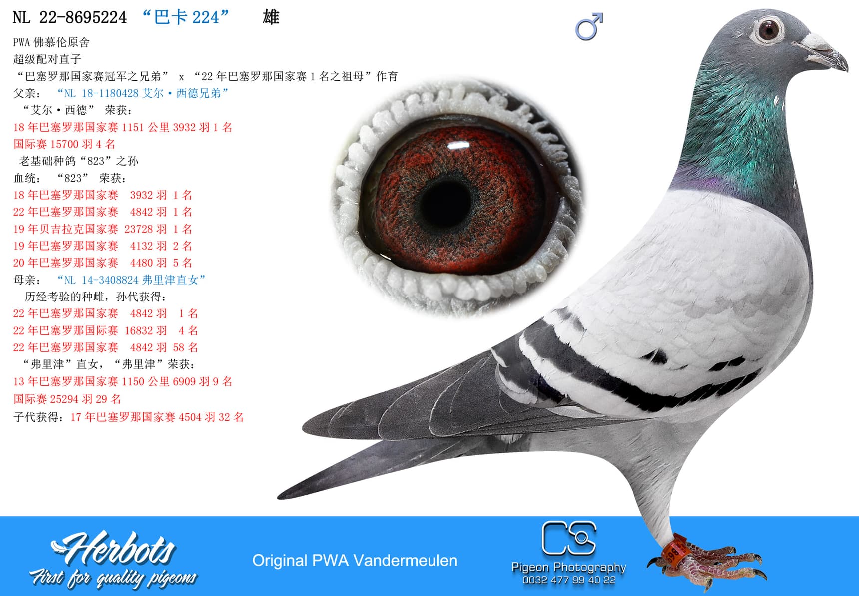 pigeon: undefined