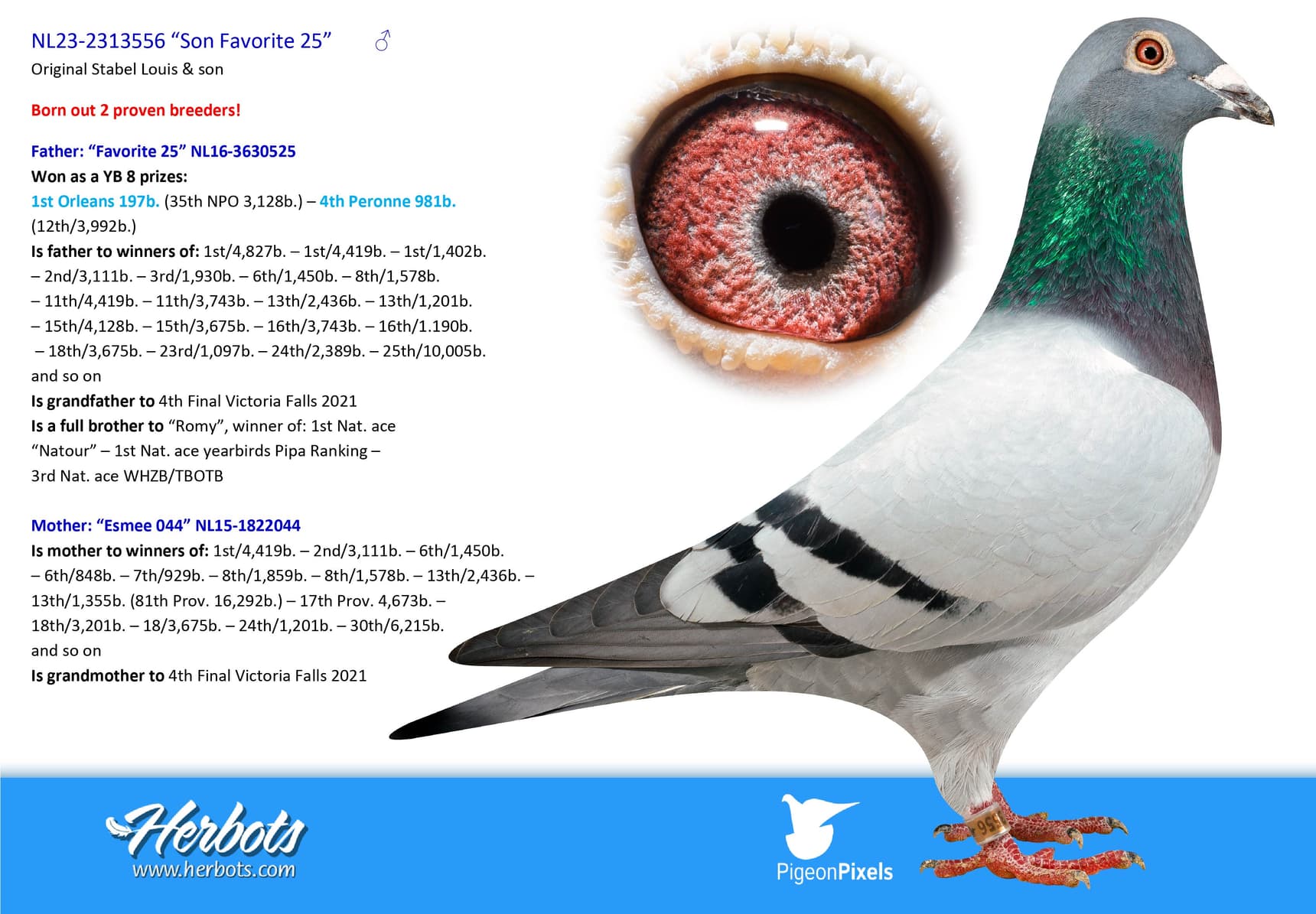 pigeon: “Son Favorite 25”