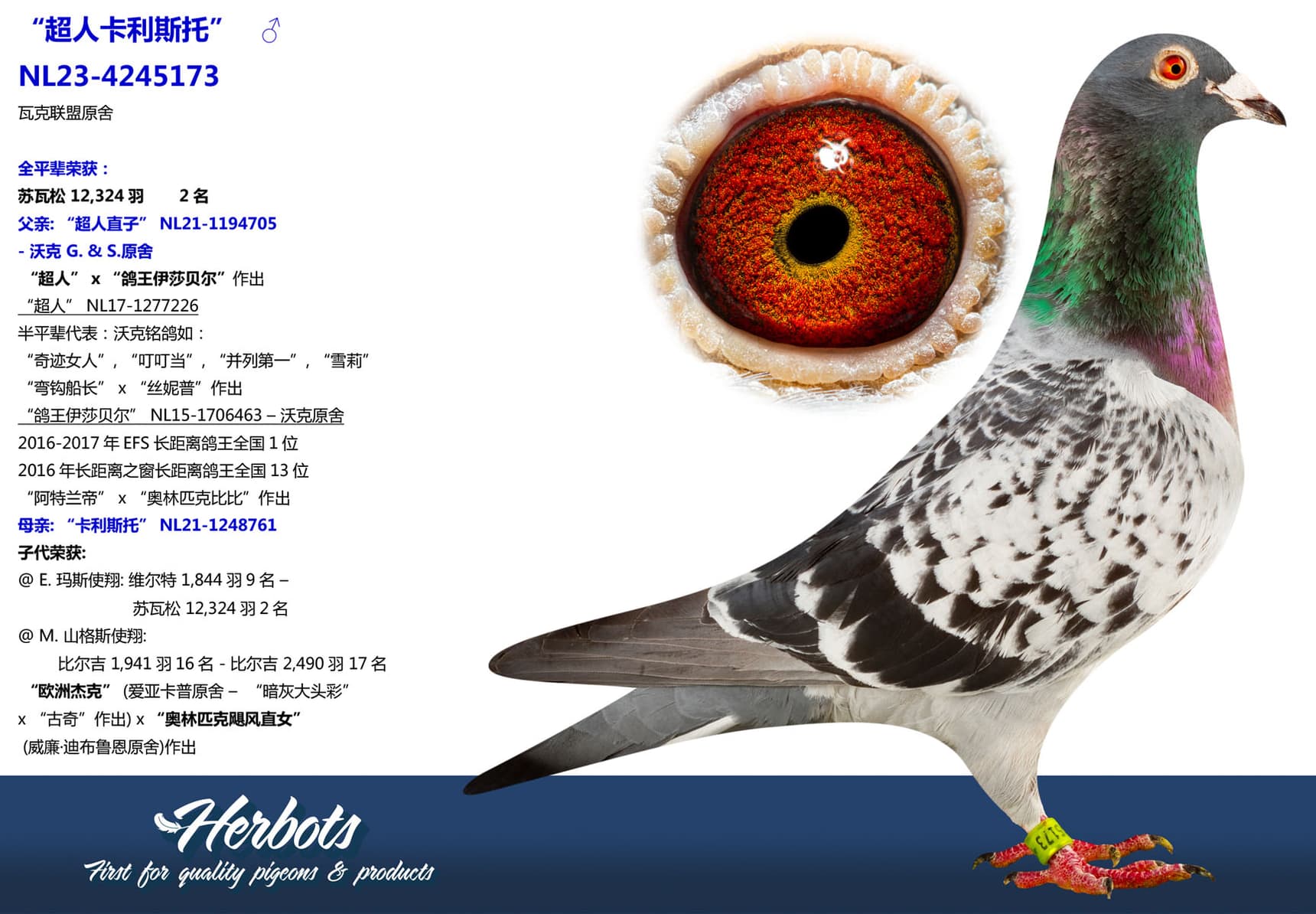 pigeon: undefined