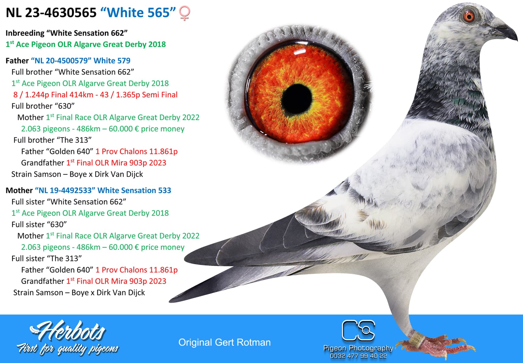 pigeon: “White 565”