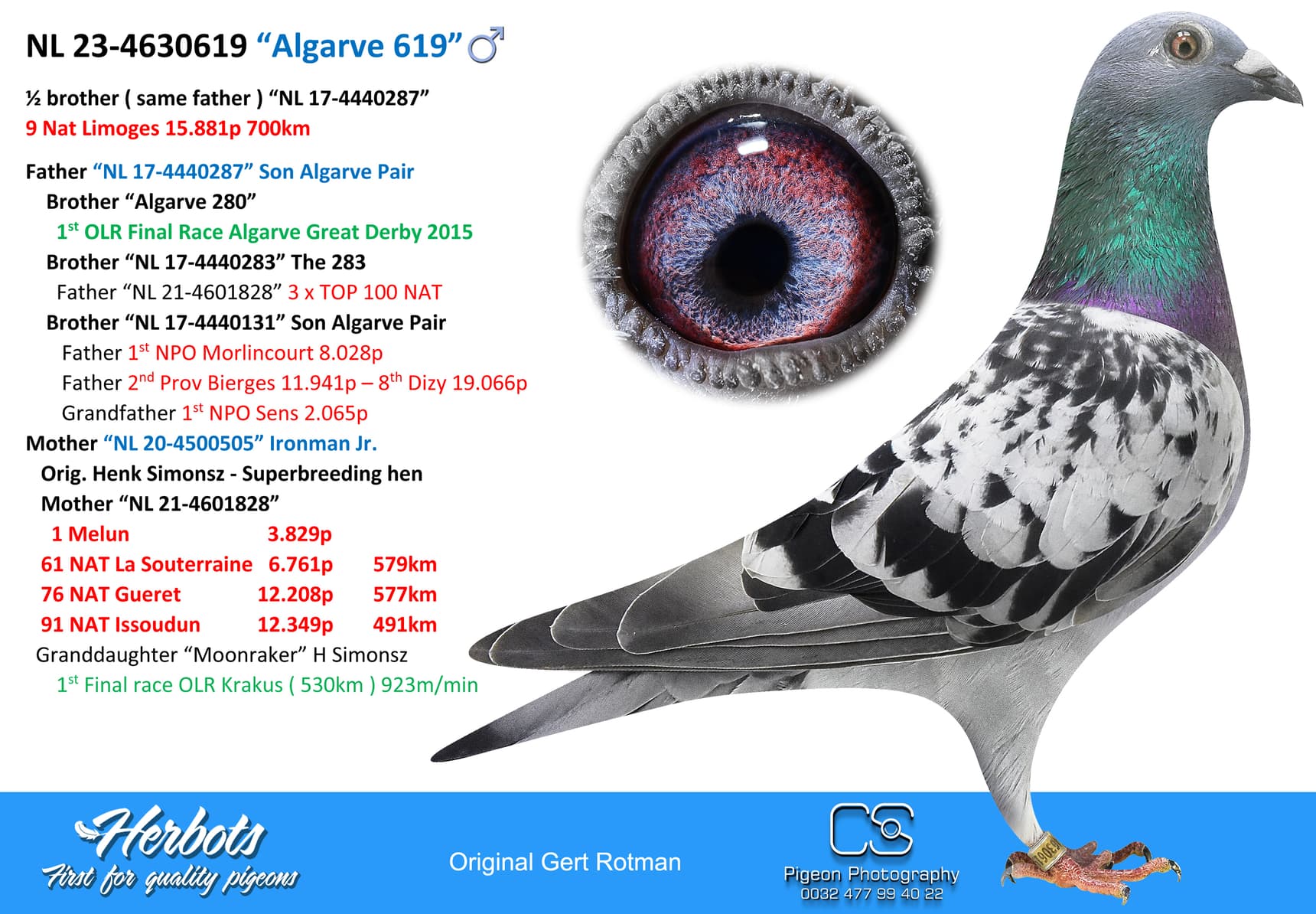 pigeon: “Algarve 619”