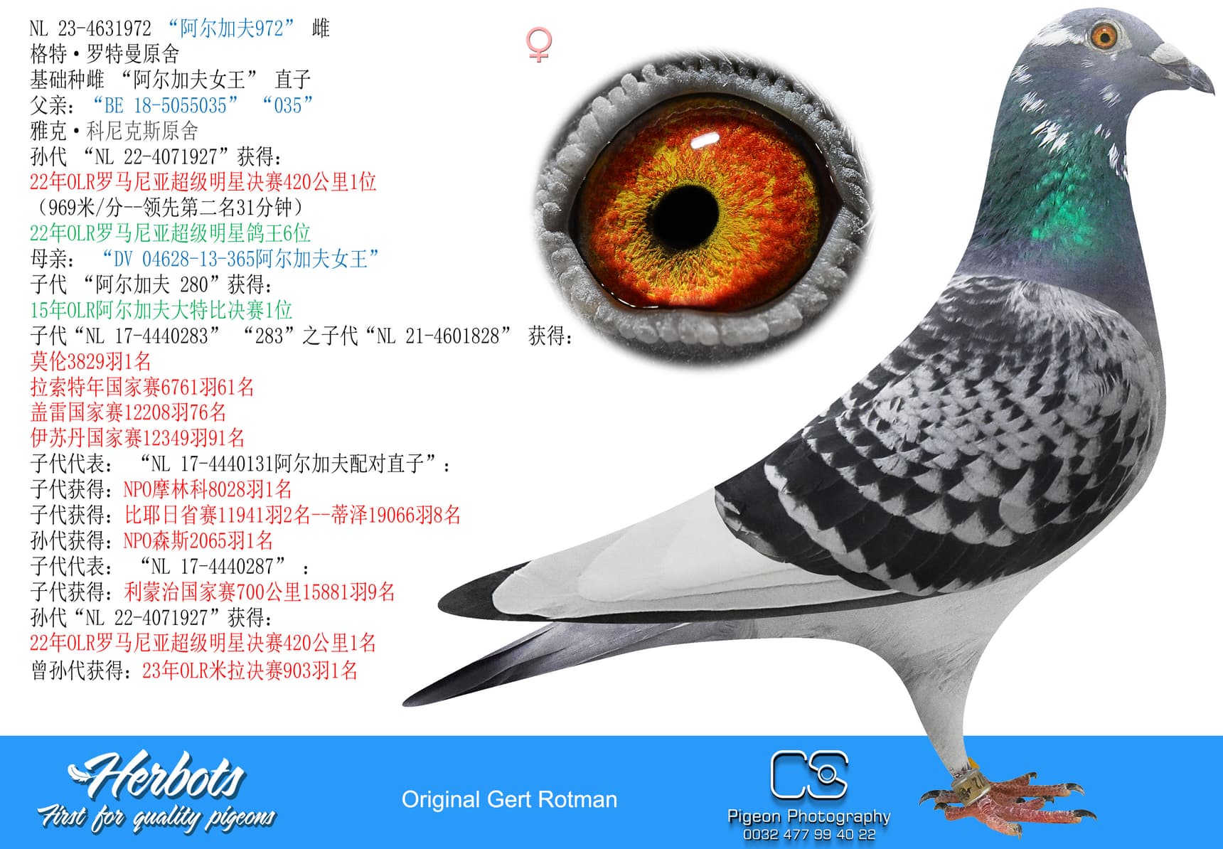 pigeon: undefined