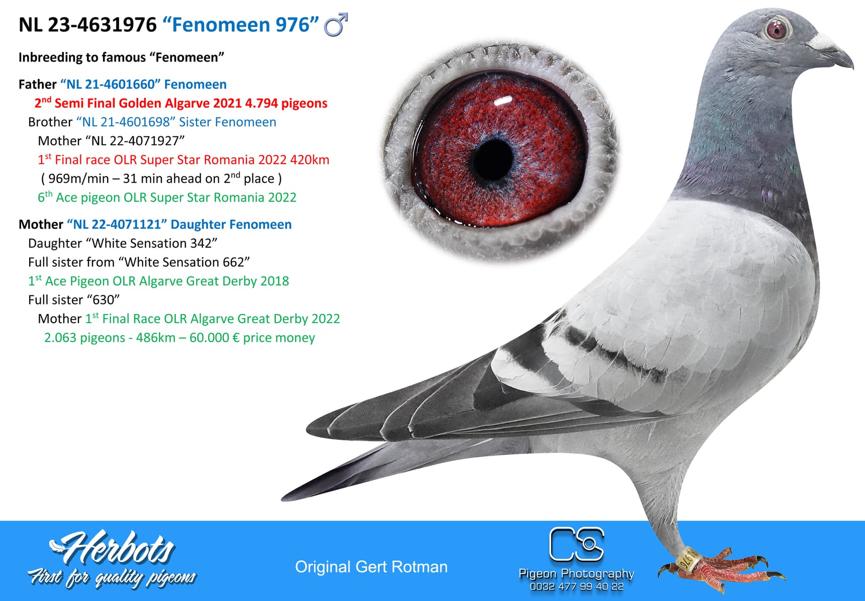 pigeon: “Fenomeen 976”