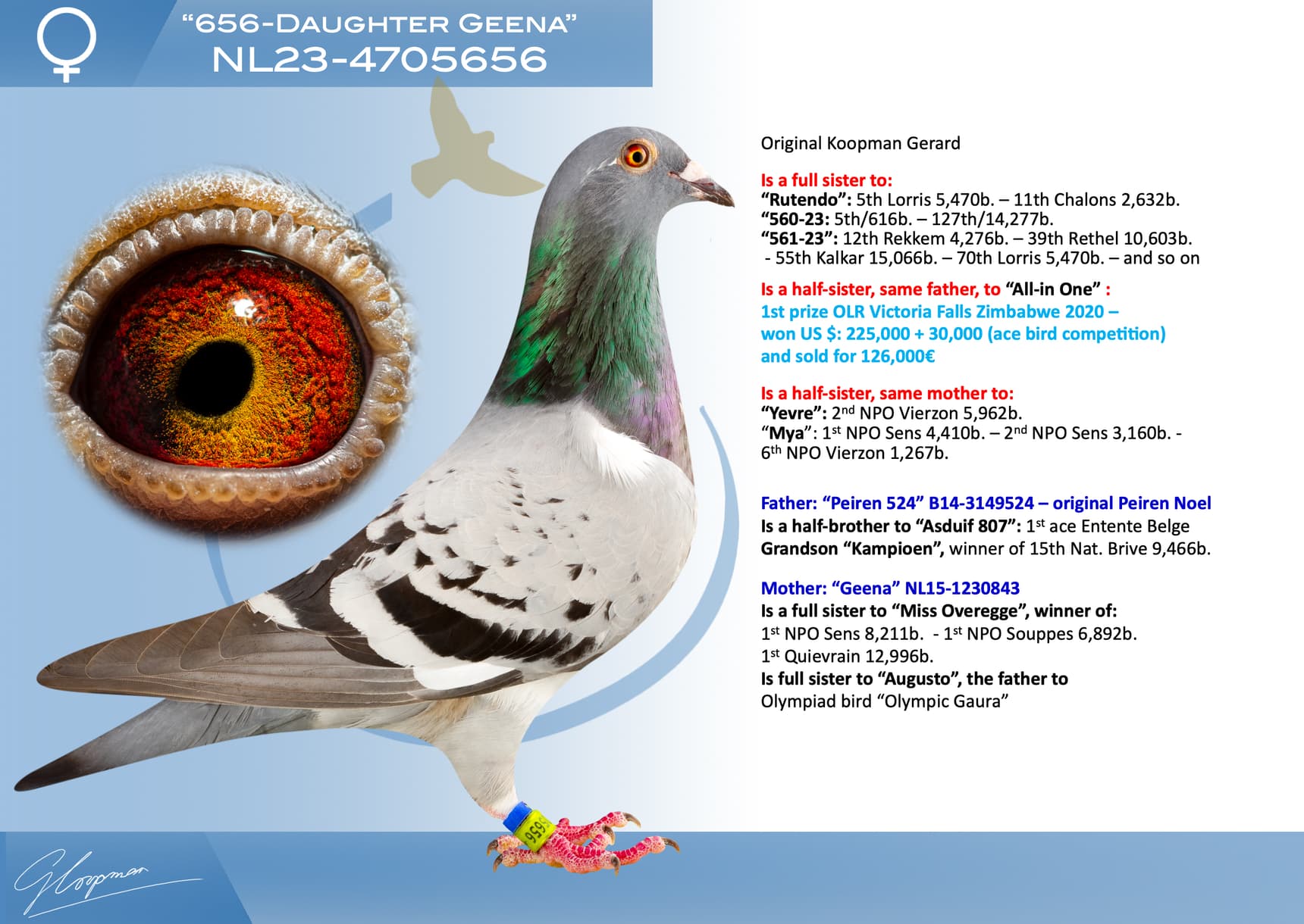 pigeon: “656-Daughter Geena”