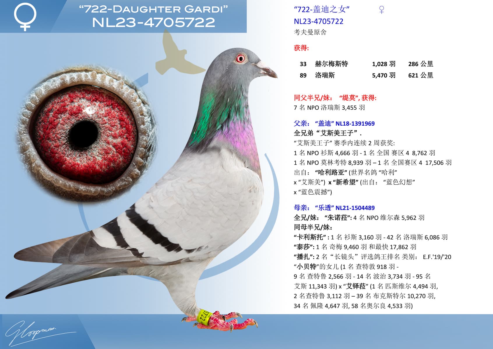 pigeon: undefined