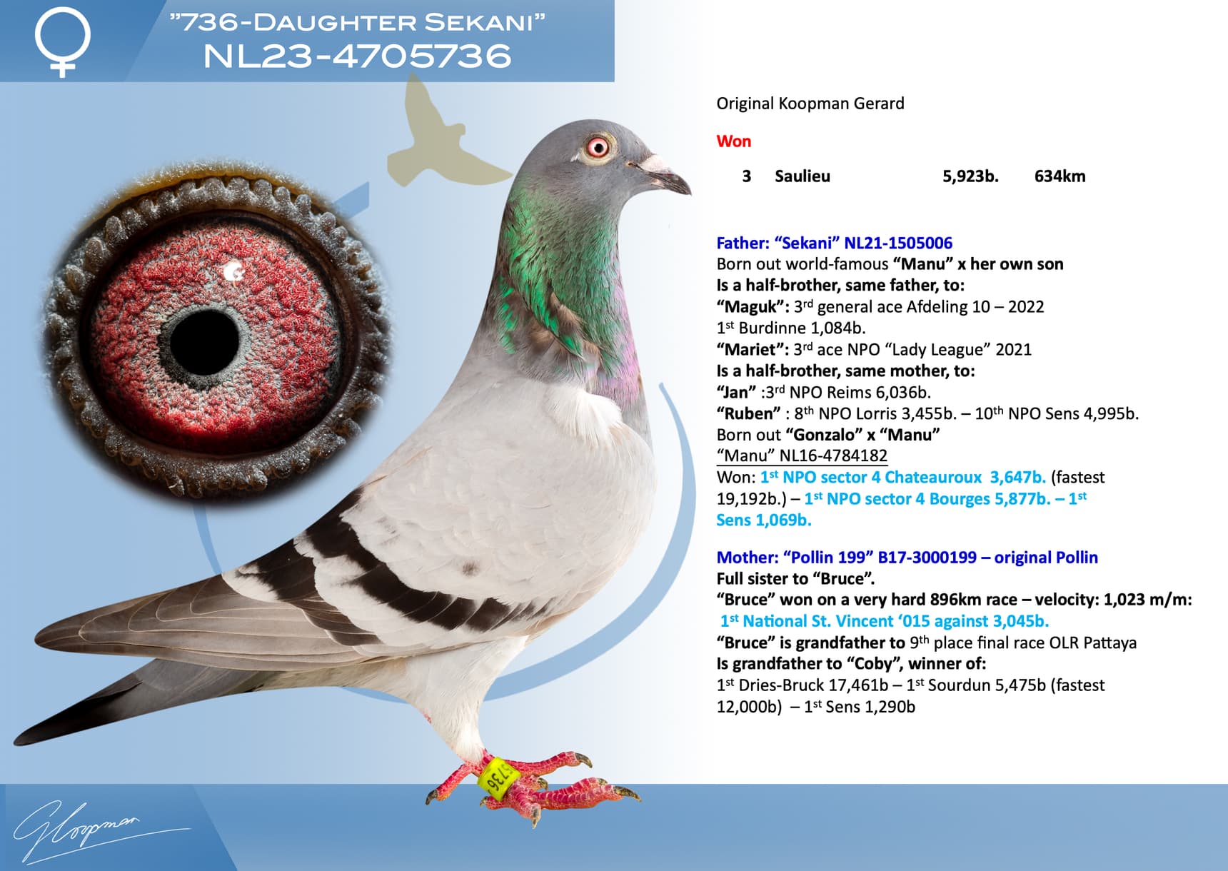 pigeon: ”736-Daughter Sekani”