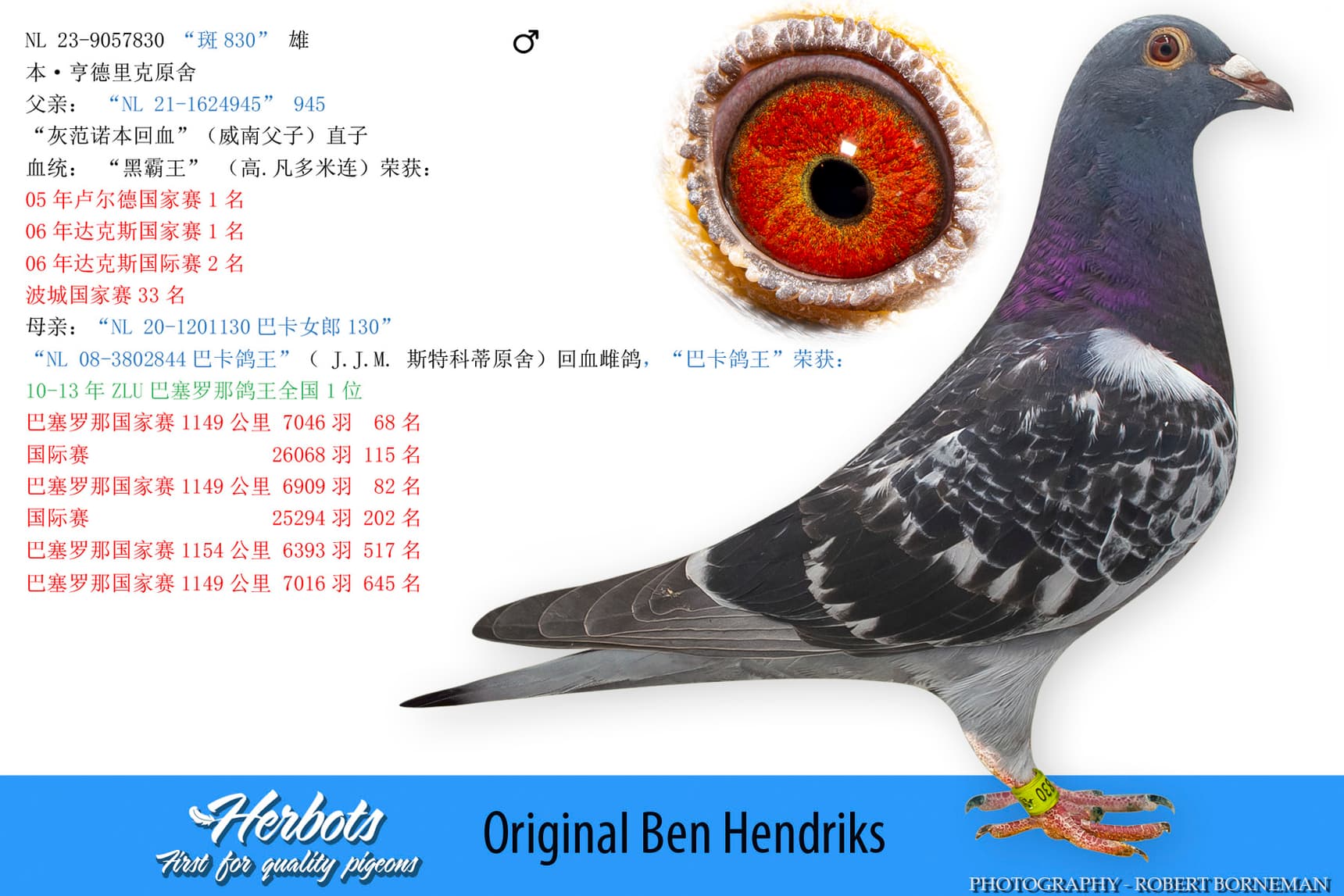 pigeon: undefined