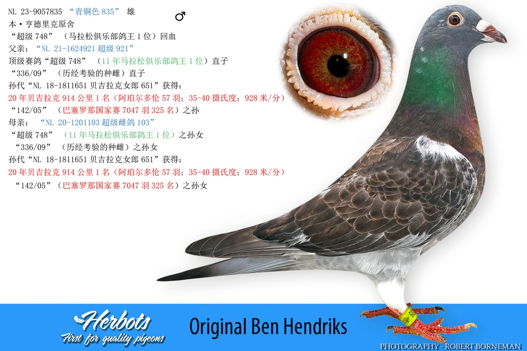 pigeon: undefined