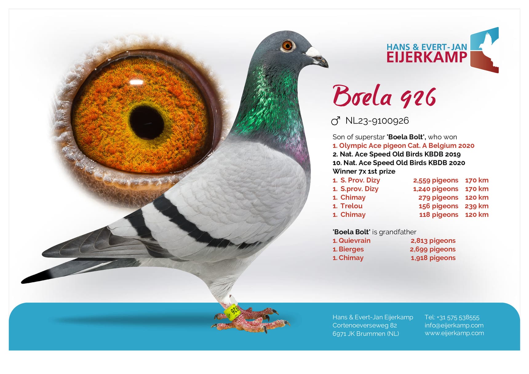 pigeon: "Boela 926"