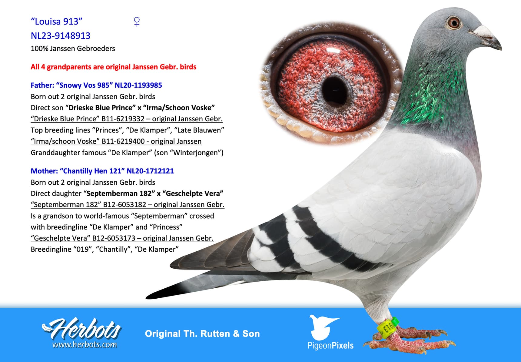 pigeon: “Louisa 913”