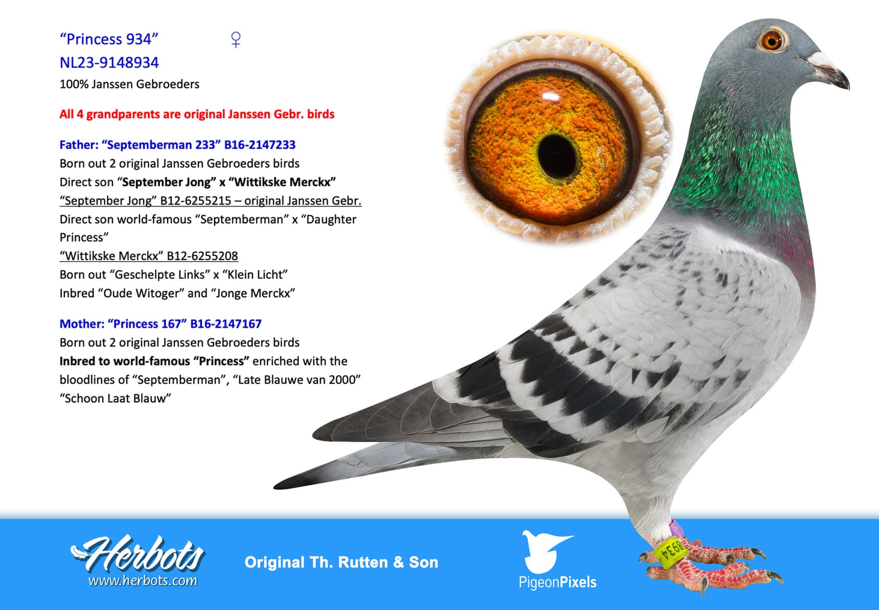 pigeon: “Princess 934”