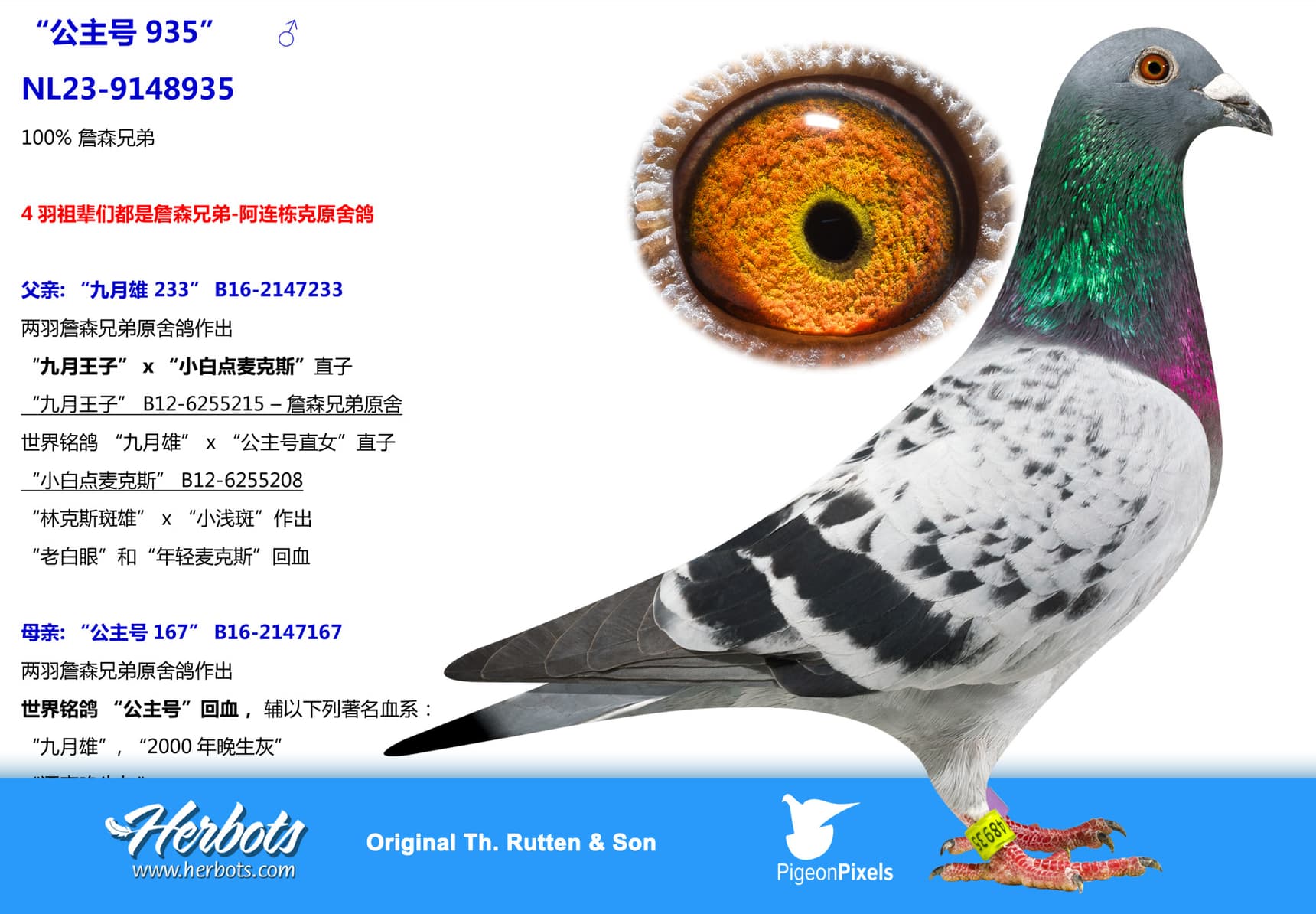 pigeon: “公主号 935”