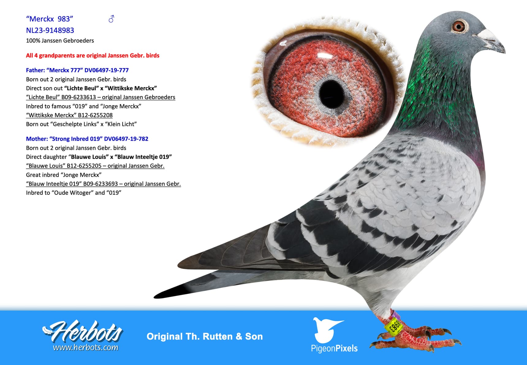 pigeon: “Merckx 983”