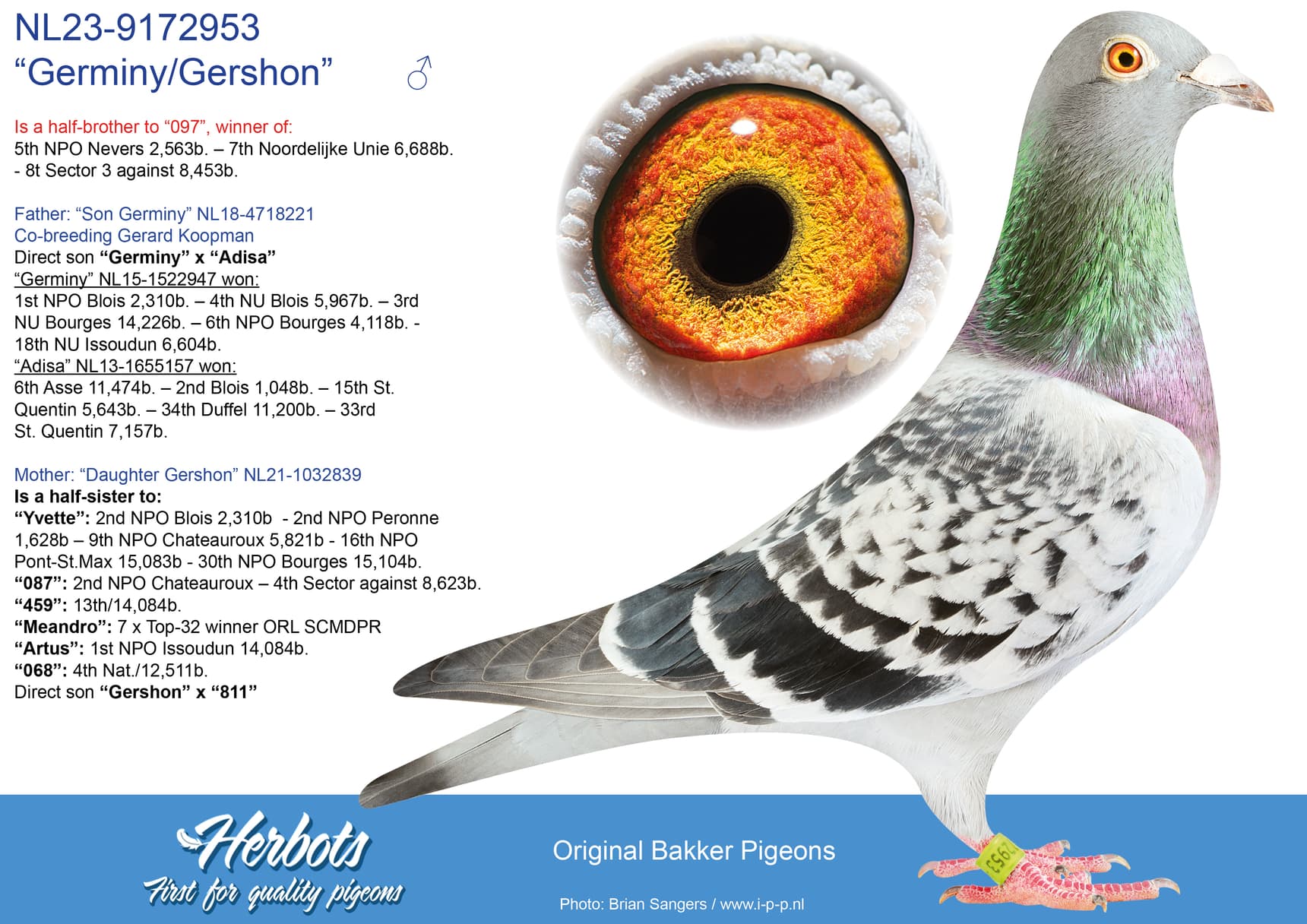 pigeon: “Germiny/Gershon”