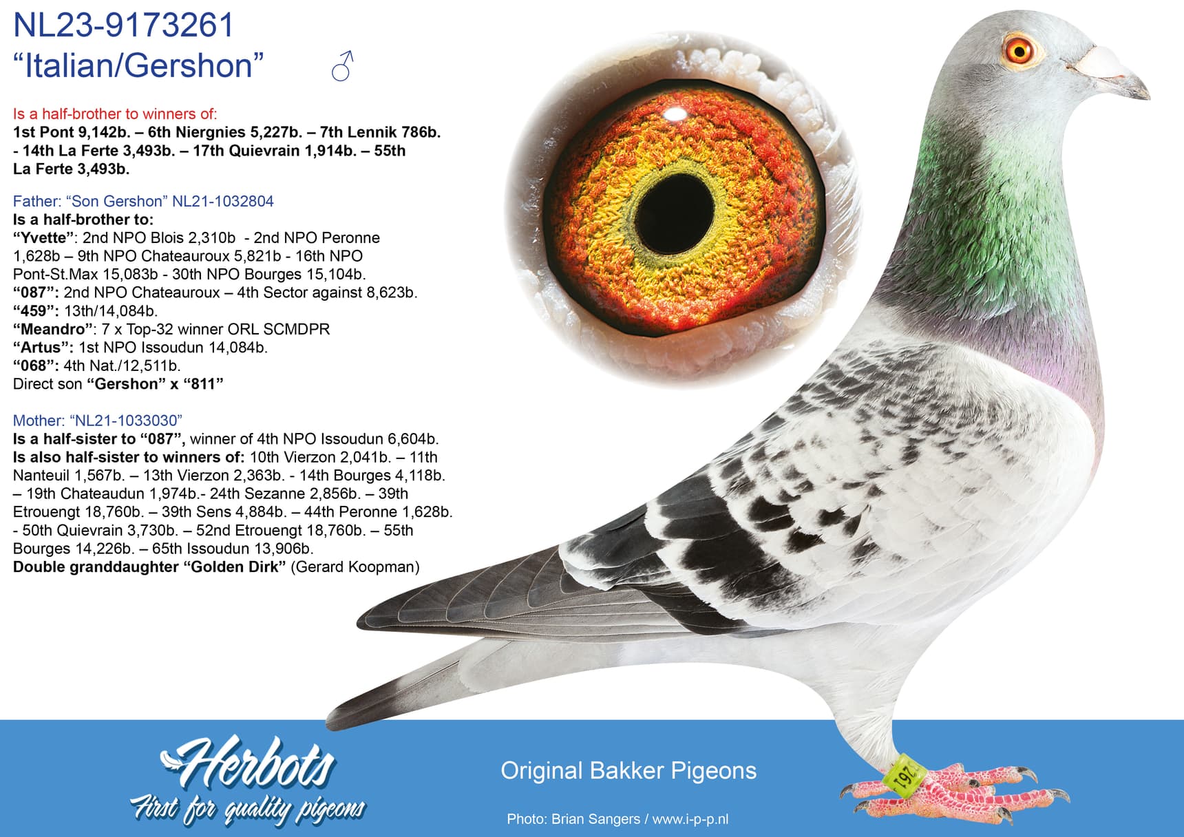 pigeon: “Italian/Gershon”