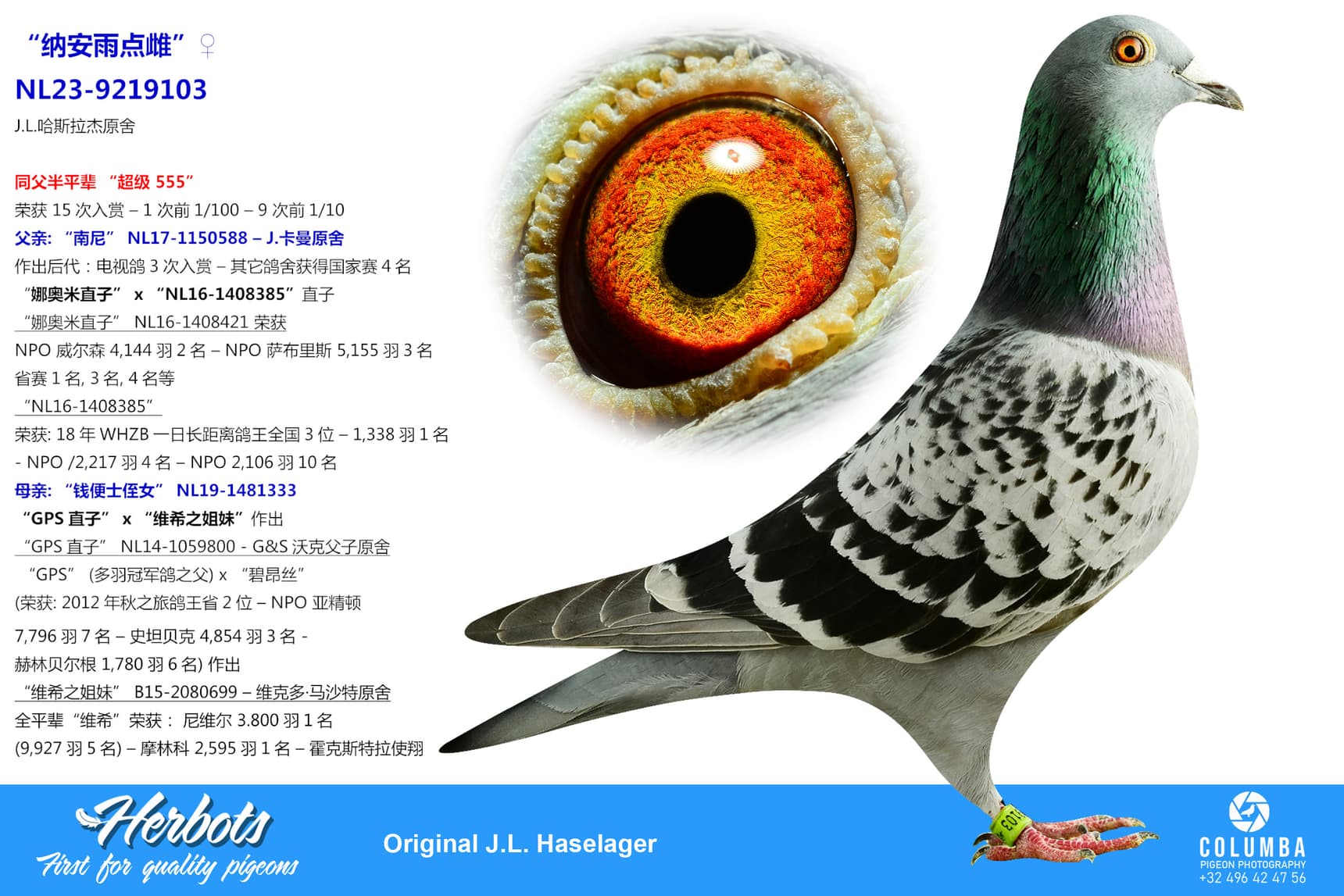 pigeon: undefined