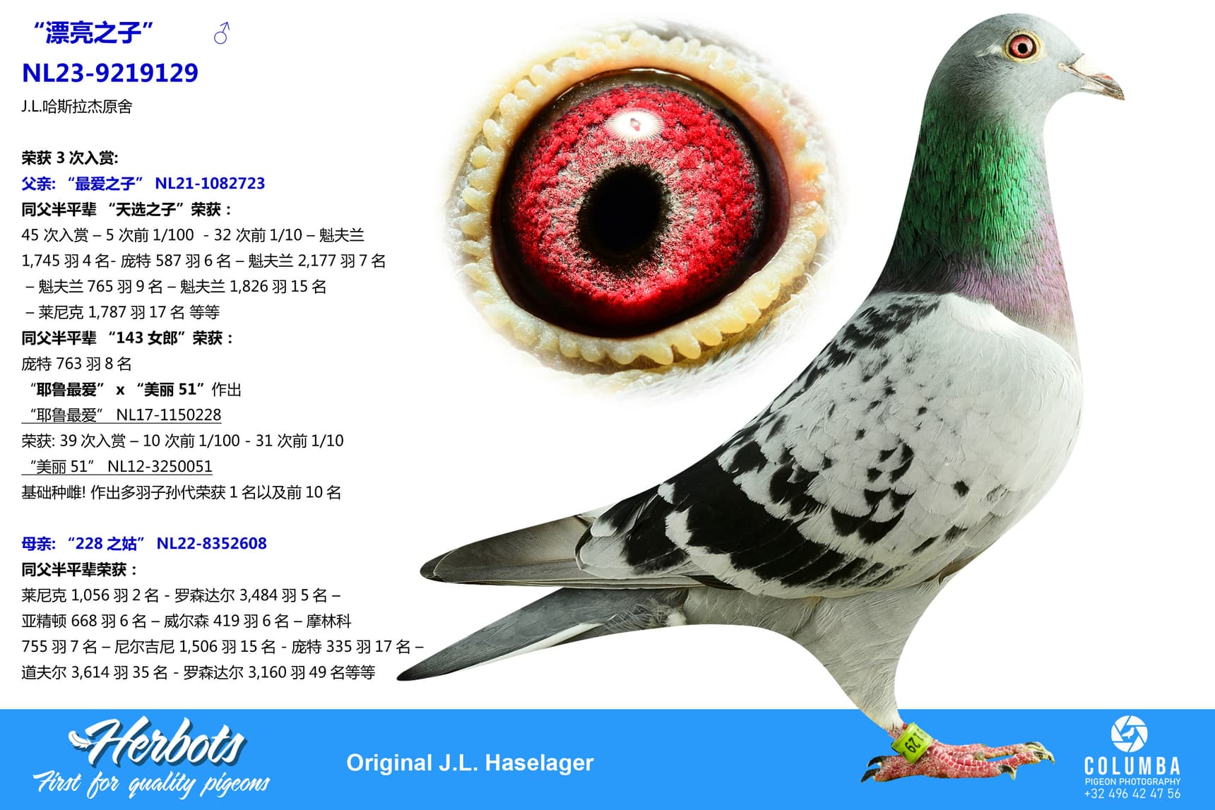 pigeon: undefined