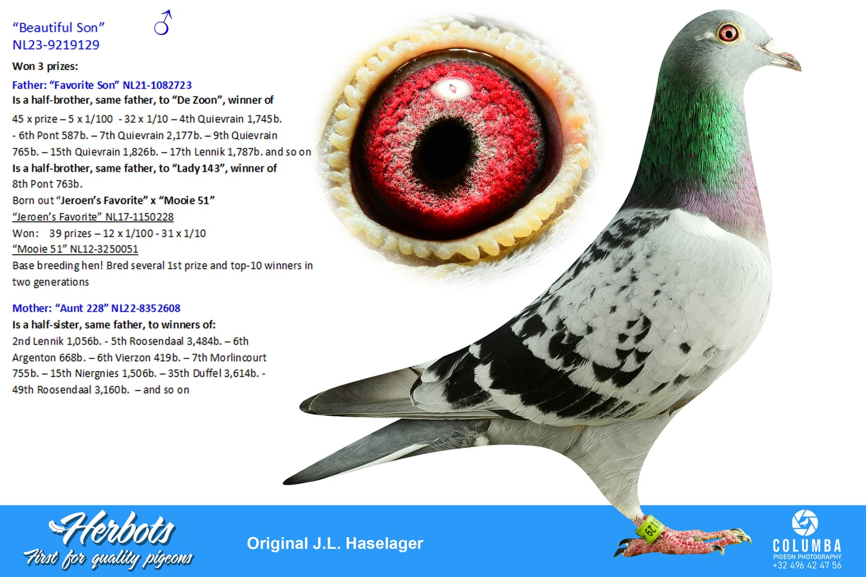 pigeon: undefined