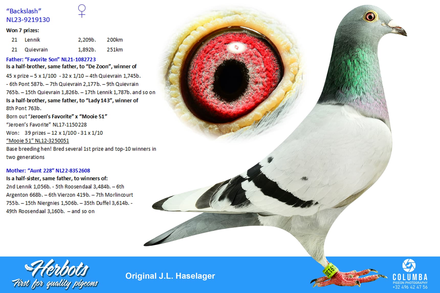 pigeon: undefined