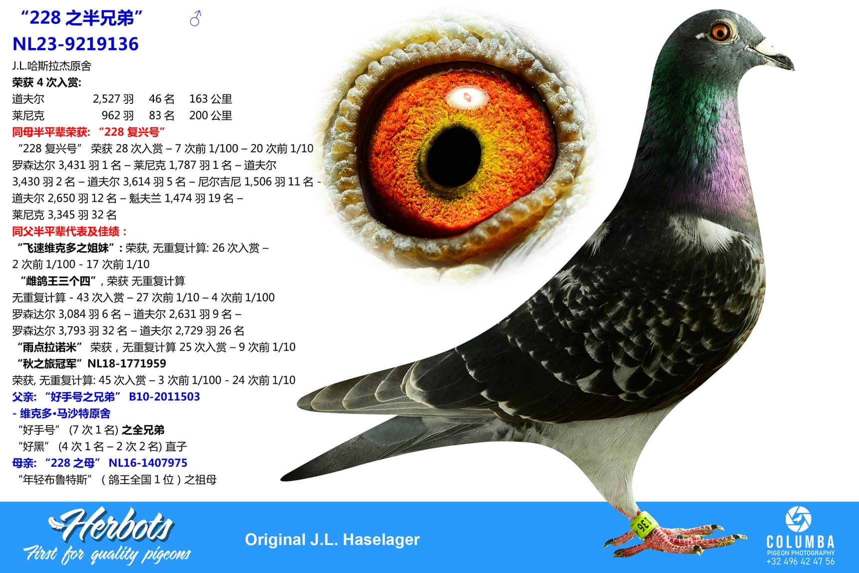 pigeon: undefined