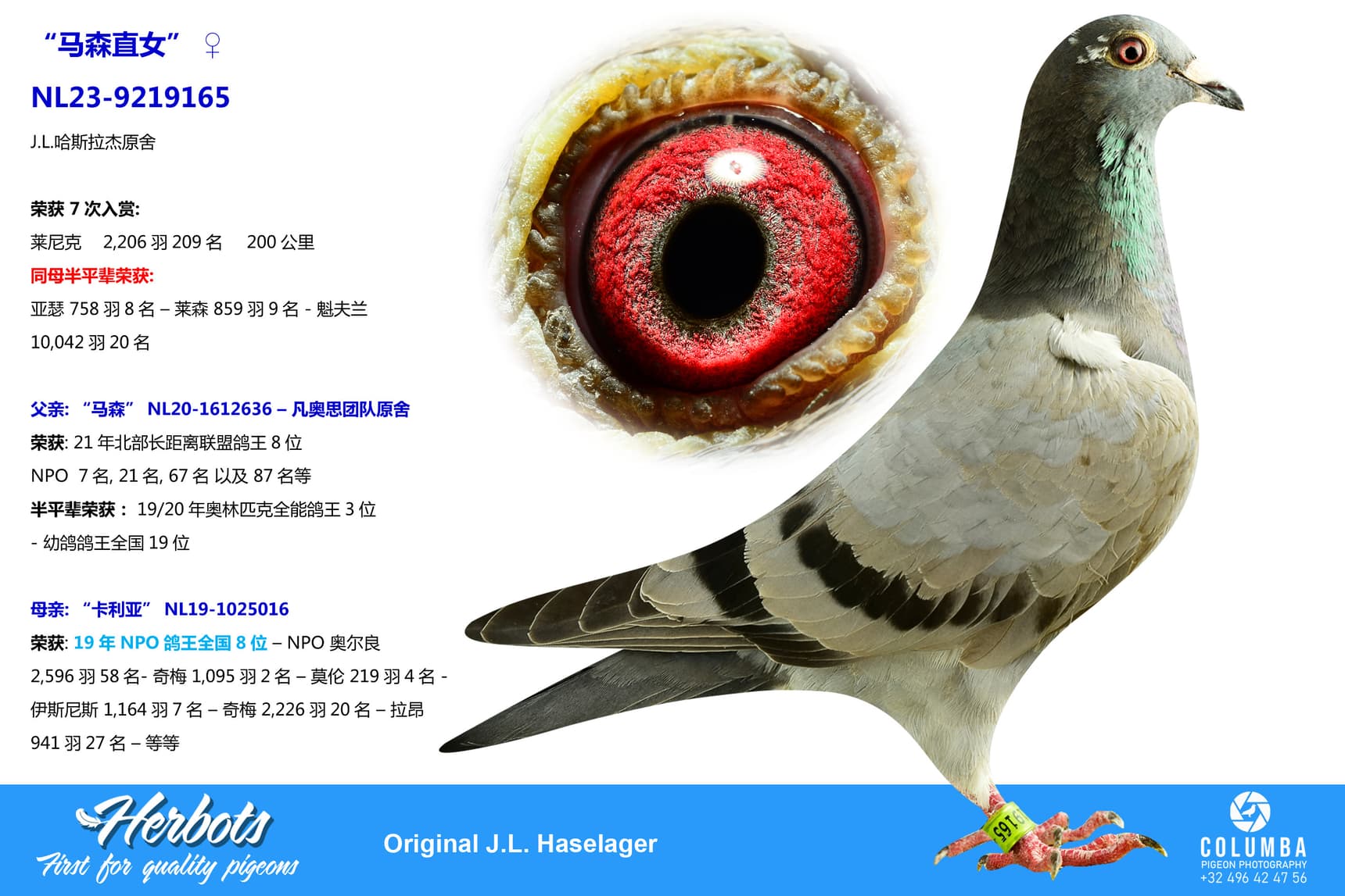 pigeon: undefined