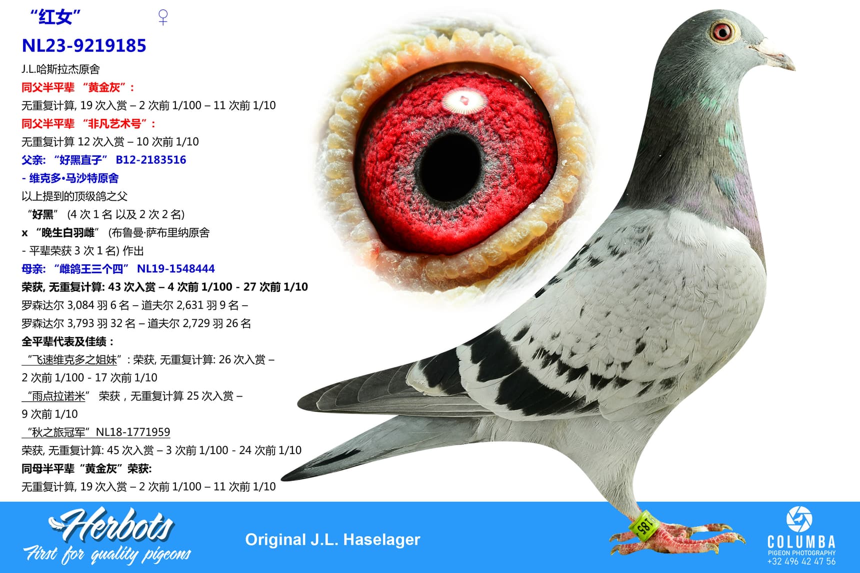 pigeon: undefined
